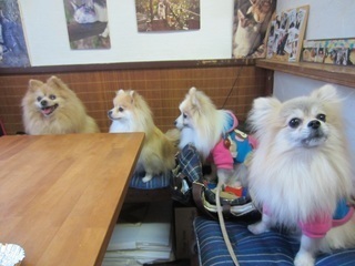 IMG_0877-thumbnail2.jpg