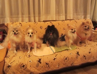 IMG_8219-thumbnail2.jpg