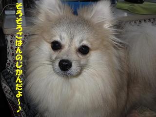 pfoto 078.jpg