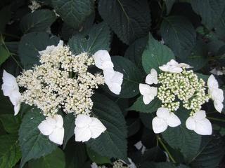 photo 003.jpg