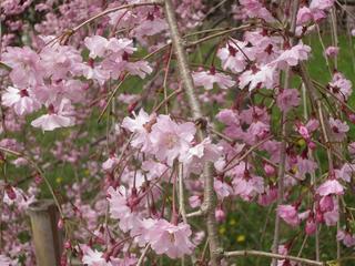 photo 240.jpg