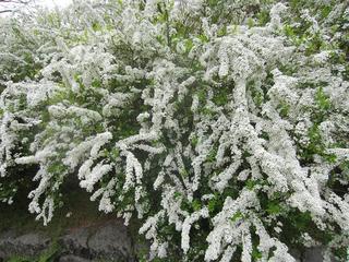 photo 262.jpg