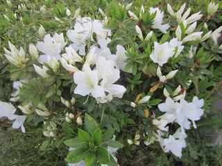 photo 345.jpg